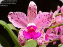 Cattleya amethystoglossa